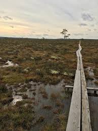Attēlu rezultāti vaicājumam “Carex chordorhiza”