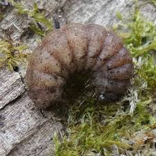 Attēlu rezultāti vaicājumam “Silpha obscura larva”