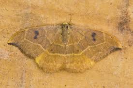 Attēlu rezultāti vaicājumam “Watsonalla binaria”