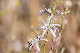 Attēlu rezultāti vaicājumam “Campylophyllum calcareum sporophyte”