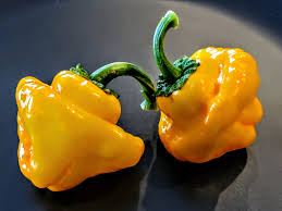 Afbeeldingsresultaat voor yellow mushroom hot pepper