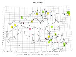 Attēlu rezultāti vaicājumam “Rosa glabrifolia”