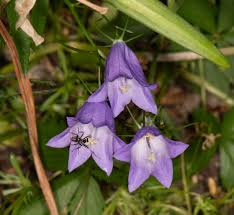 Attēlu rezultāti vaicājumam “Campanula rotundifolia leaf”