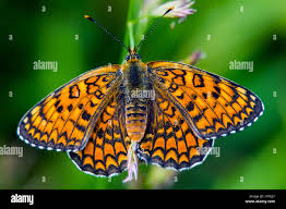 Attēlu rezultāti vaicājumam “Insecta”