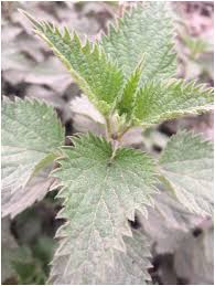 Attēlu rezultāti vaicājumam “Urticaceae”