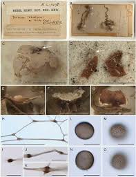 Attēlu rezultāti vaicājumam “Diderma chondrioderma spores”