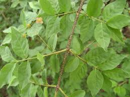 Attēlu rezultāti vaicājumam “Euonymus verrucosus”