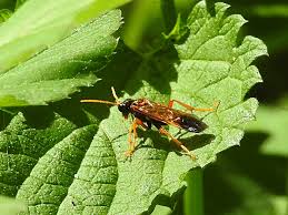 Attēlu rezultāti vaicājumam “Tenthredo campestris”