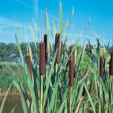 Image result for Rohrkolben