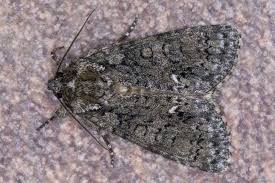 Attēlu rezultāti vaicājumam “Acronicta rumicis”