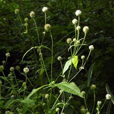 Image result for Dipsacus pilosus