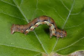 Attēlu rezultāti vaicājumam “Erannis defoliaria larva”