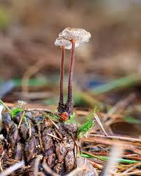 Attēlu rezultāti vaicājumam “Auriscalpium vulgare”