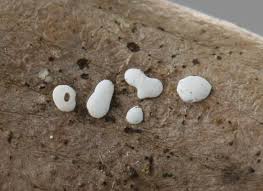 Attēlu rezultāti vaicājumam “Didymium minus macro”