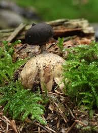 Attēlu rezultāti vaicājumam “Geastrum pectinatum”