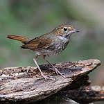 Image result for Luscinia sibilans