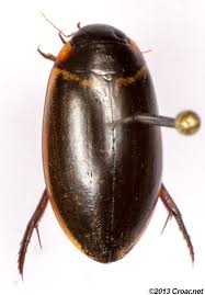 Attēlu rezultāti vaicājumam “Dytiscidae”