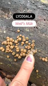 Attēlu rezultāti vaicājumam “Lycogala melleum spores”