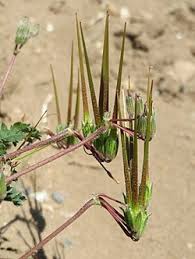 Attēlu rezultāti vaicājumam “Erodium cicutarium fruit”