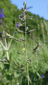 Attēlu rezultāti vaicājumam “Poa trivialis flower”