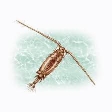 Attēlu rezultāti vaicājumam “Copepoda”