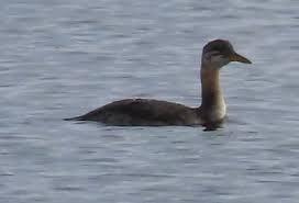 Image result for Podiceps grisegena