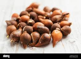 Attēlu rezultāti vaicājumam “Tulipa sylvestris fruit”