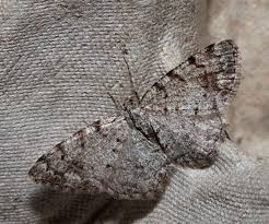 Attēlu rezultāti vaicājumam “Aethalura punctulata”