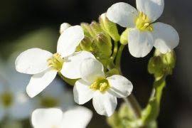 Attēlu rezultāti vaicājumam “Didymodon rigidulus sporophyte”