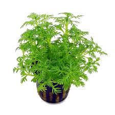 Attēlu rezultāti vaicājumam “Hottonia palustris fruit”