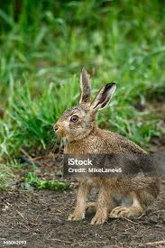 Attēlu rezultāti vaicājumam “Lepus europaeus”