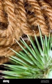 Attēlu rezultāti vaicājumam “Arctium lappa fruit”