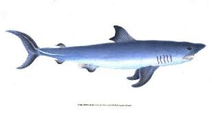 Image result for Lamna nasus