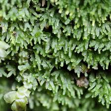 Attēlu rezultāti vaicājumam “Riccardia palmata”