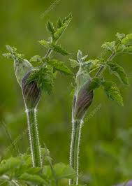 Image result for Heracleum sphondylium