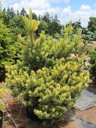 Attēlu rezultāti vaicājumam “Pinus sylvestris”