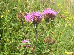 Attēlu rezultāti vaicājumam “Centaurea phrygia flower”