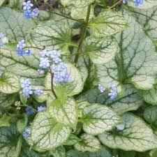 Attēlu rezultāti vaicājumam “Galium schultesii flower”