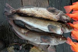 Image result for Ophiodon elongatus