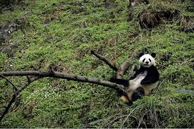 Résultat de recherche d'images pour "pandas"