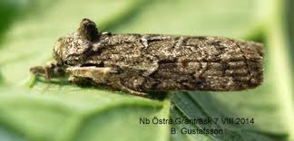 Attēlu rezultāti vaicājumam “Nycteola degenerana”