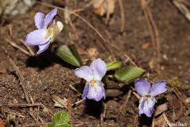 Attēlu rezultāti vaicājumam “Viola collina”
