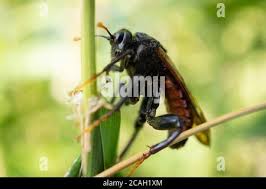 Attēlu rezultāti vaicājumam “Cimbex femoratus”