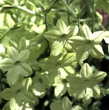 Image result for Nicotiana x sanderae `Perfume`F1
