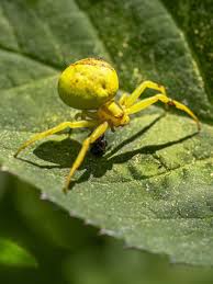 Image result for crab spider