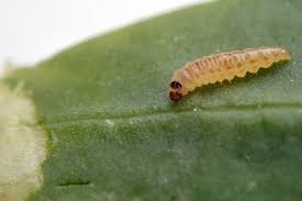 Attēlu rezultāti vaicājumam “Mellicta athalia larva”