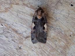 Attēlu rezultāti vaicājumam “Xestia c-nigrum”