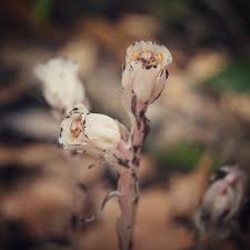 Attēlu rezultāti vaicājumam “Plantago uniflora flower”