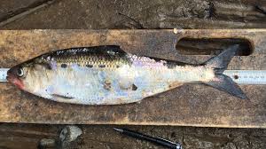 Image result for Alosa mediocris