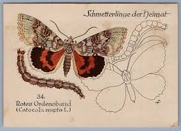 Attēlu rezultāti vaicājumam “Catocala nupta”